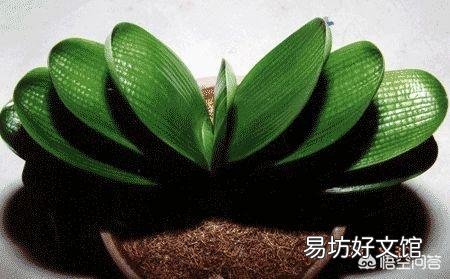 养的君子兰从夏天到现在一直不长叶子,这是怎么回事?