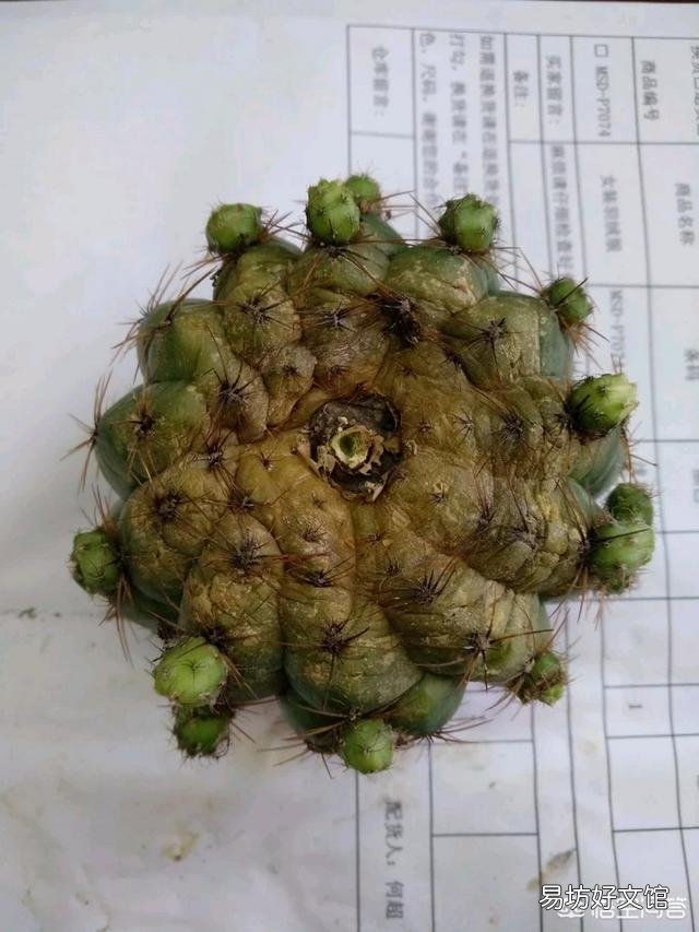 仙人球烂根后已经处理好了，但感觉软软的，这正常吗？以后该怎么护理它？