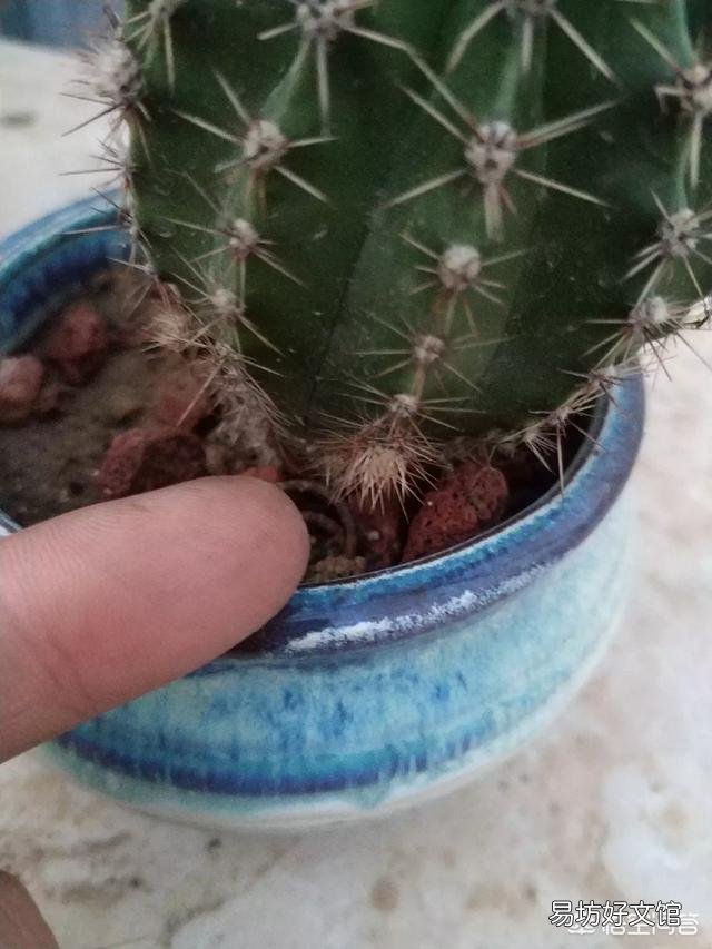 仙人球烂根后已经处理好了，但感觉软软的，这正常吗？以后该怎么护理它？