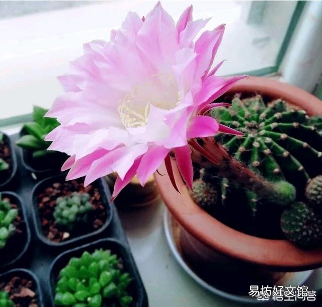 仙人球烂根后已经处理好了，但感觉软软的，这正常吗？以后该怎么护理它？