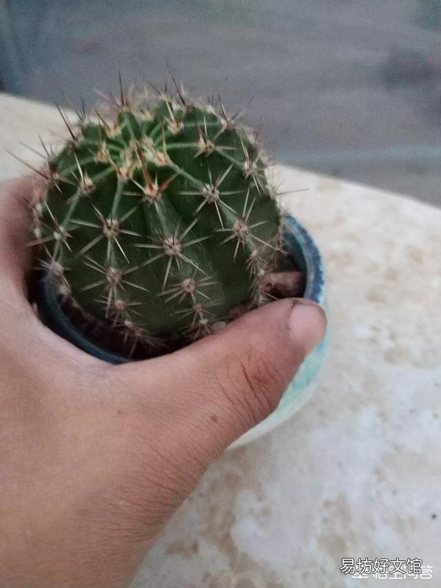 仙人球烂根后已经处理好了，但感觉软软的，这正常吗？以后该怎么护理它？