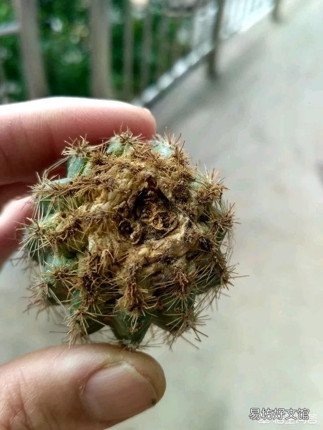 仙人球烂根后已经处理好了，但感觉软软的，这正常吗？以后该怎么护理它？