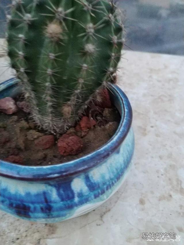 仙人球烂根后已经处理好了，但感觉软软的，这正常吗？以后该怎么护理它？