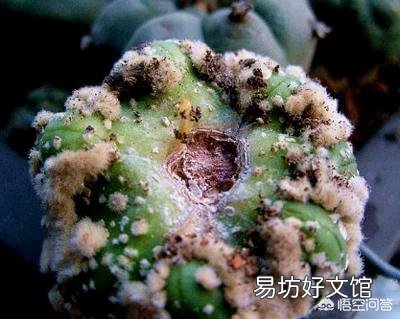 买仙人球,上面写落地无根是什么意思?