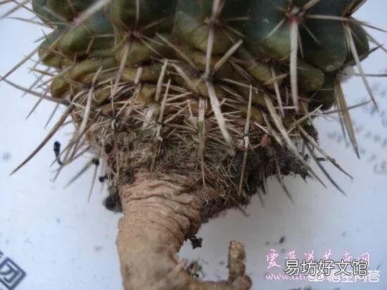 买仙人球,上面写落地无根是什么意思?