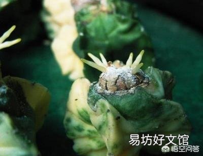 买仙人球,上面写落地无根是什么意思?