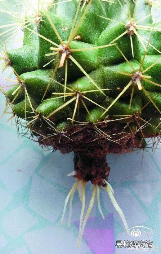 买仙人球,上面写落地无根是什么意思?