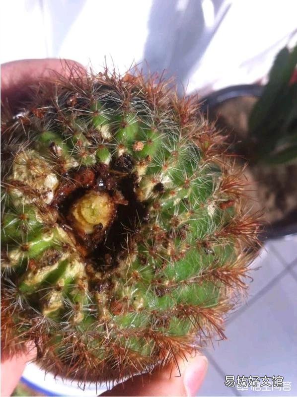 买仙人球,上面写落地无根是什么意思?