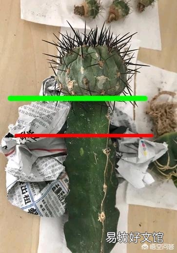 买仙人球,上面写落地无根是什么意思?