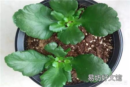 长寿花怎么看不到种子,该怎么办?