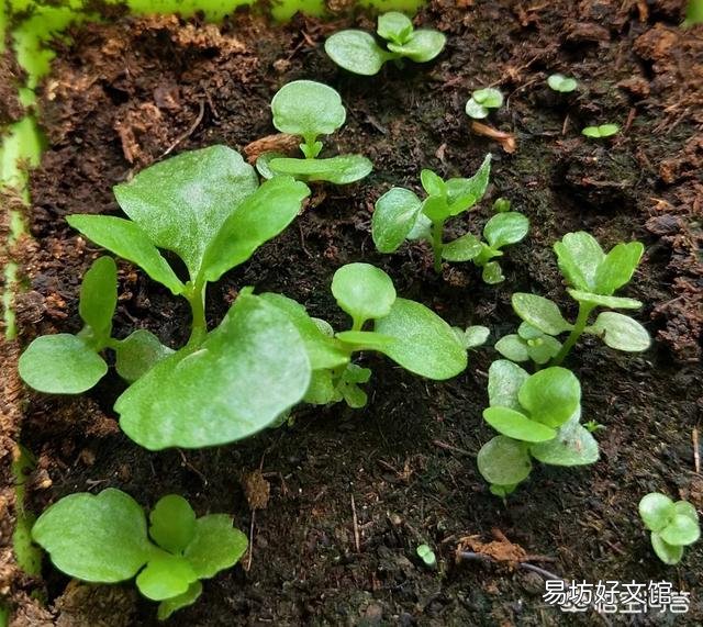长寿花怎么看不到种子,该怎么办?