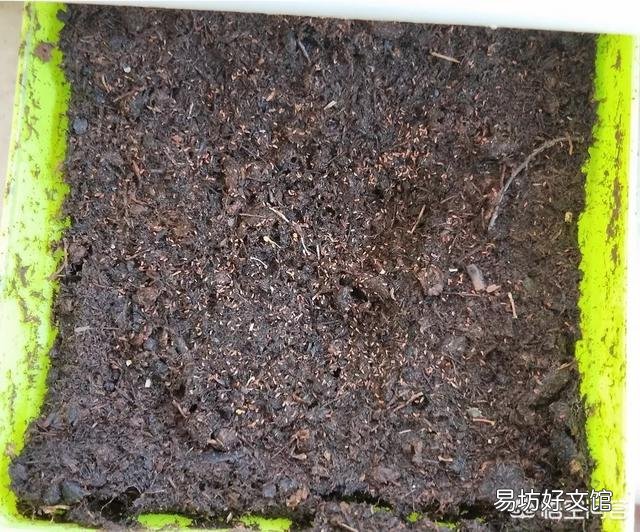 长寿花怎么看不到种子,该怎么办?