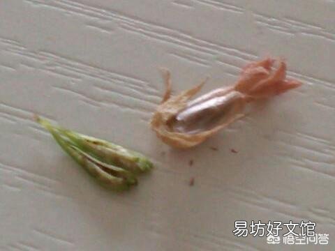 长寿花怎么看不到种子,该怎么办?
