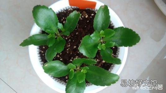长寿花需不需要每年重新扦插?