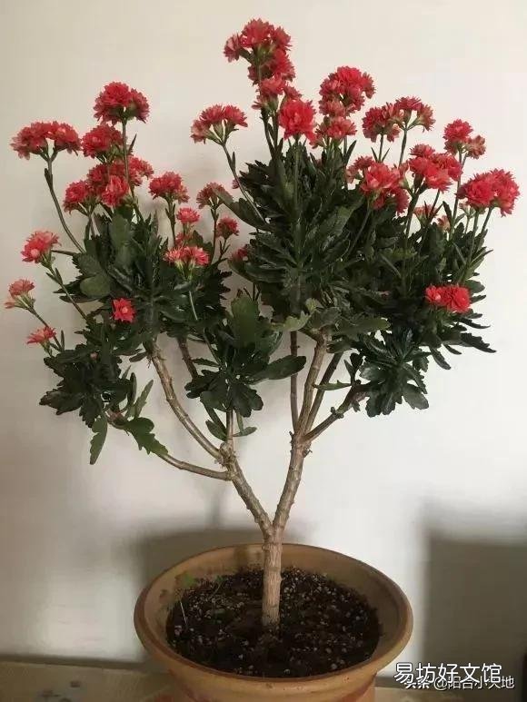 长寿花需不需要每年重新扦插?