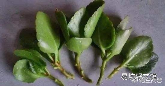 长寿花需不需要每年重新扦插?