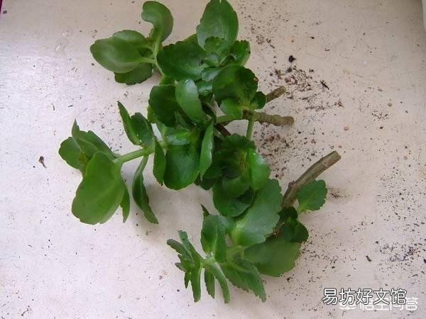 长寿花需不需要每年重新扦插?