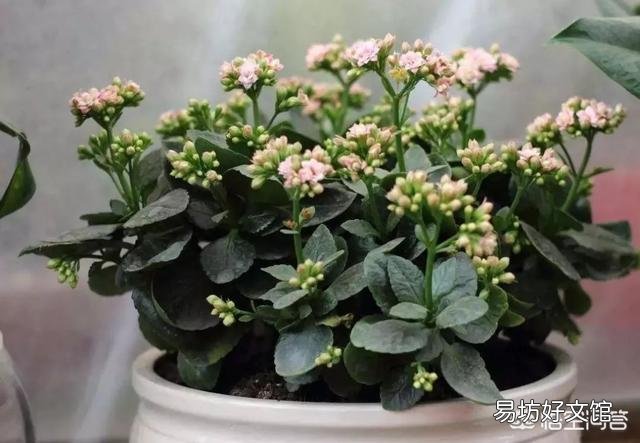 长寿花需不需要每年重新扦插?