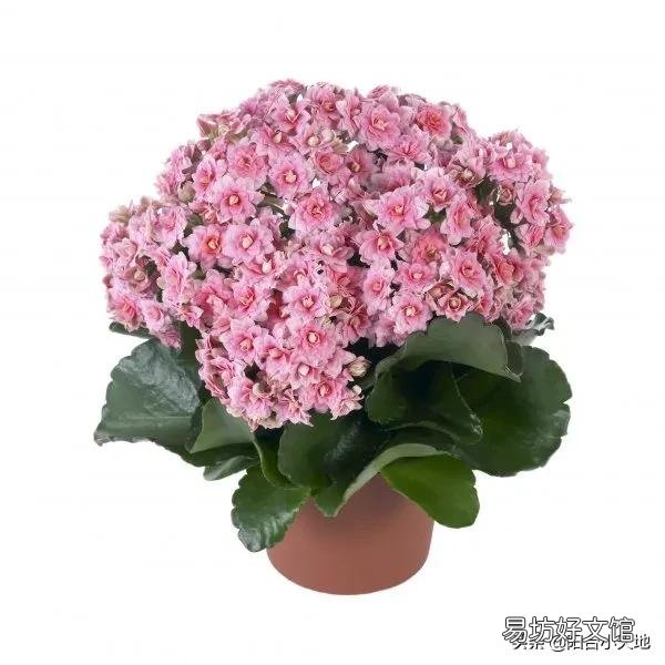 长寿花需不需要每年重新扦插?