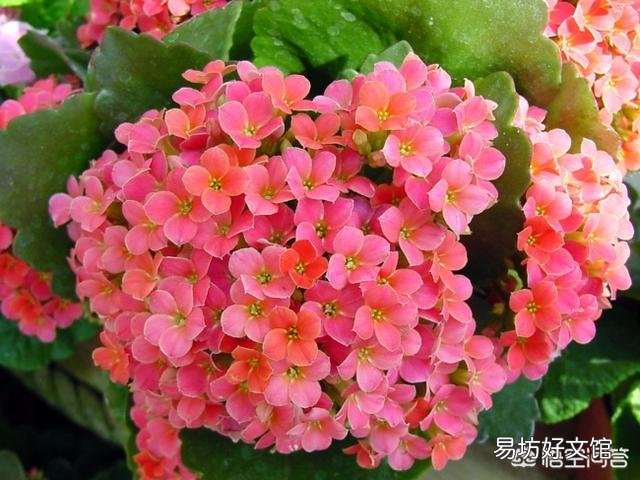长寿花需不需要每年重新扦插?
