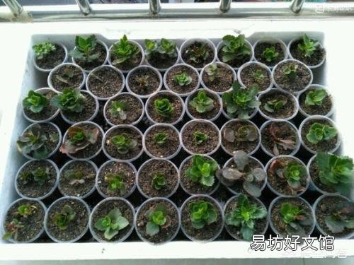 长寿花需不需要每年重新扦插?