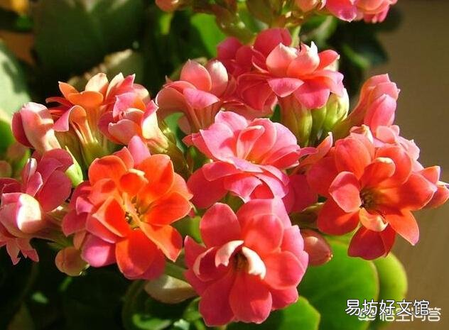 长寿花需不需要每年重新扦插?