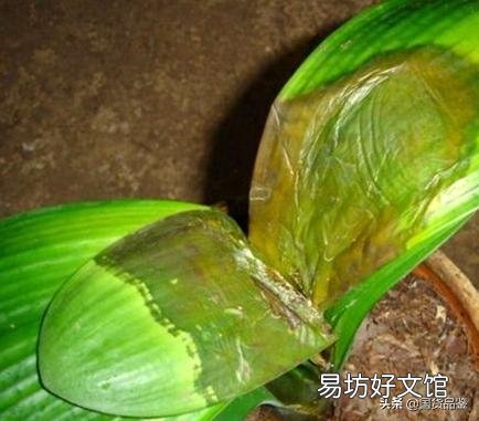 君子兰烂叶怎么处理?