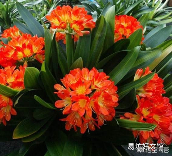 君子兰烂叶怎么处理?