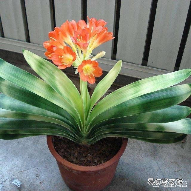 君子兰烂叶怎么处理?