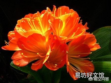 君子兰烂叶怎么处理?