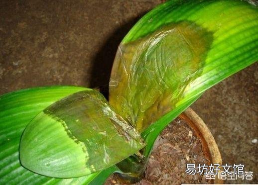君子兰烂叶怎么处理?