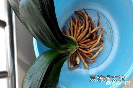 君子兰烂叶怎么处理?
