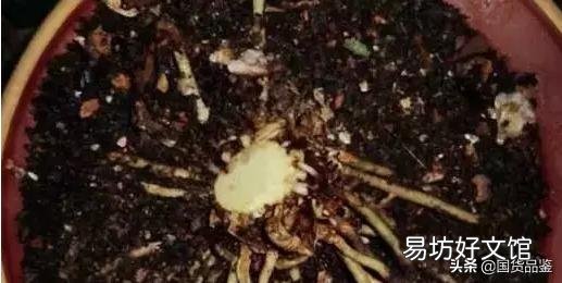 君子兰烂叶怎么处理?