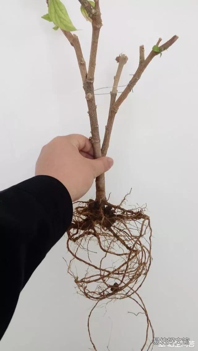 现在给扶桑花换盆，根须要剪短吗？山东地区？