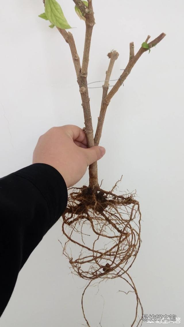 现在给扶桑花换盆，根须要剪短吗？山东地区？