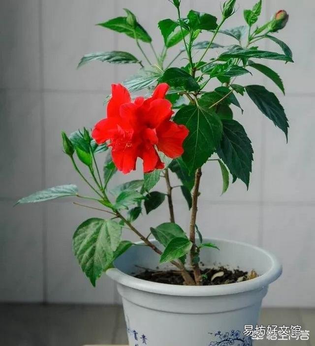 现在给扶桑花换盆，根须要剪短吗？山东地区？
