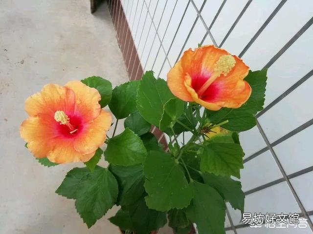 现在给扶桑花换盆，根须要剪短吗？山东地区？