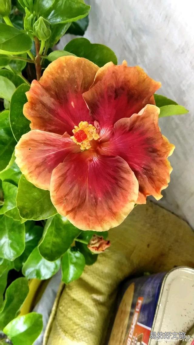 现在给扶桑花换盆，根须要剪短吗？山东地区？
