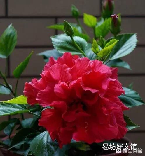 现在给扶桑花换盆，根须要剪短吗？山东地区？