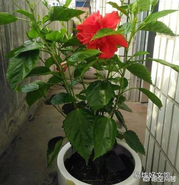 现在给扶桑花换盆，根须要剪短吗？山东地区？