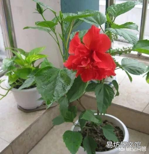 现在给扶桑花换盆，根须要剪短吗？山东地区？