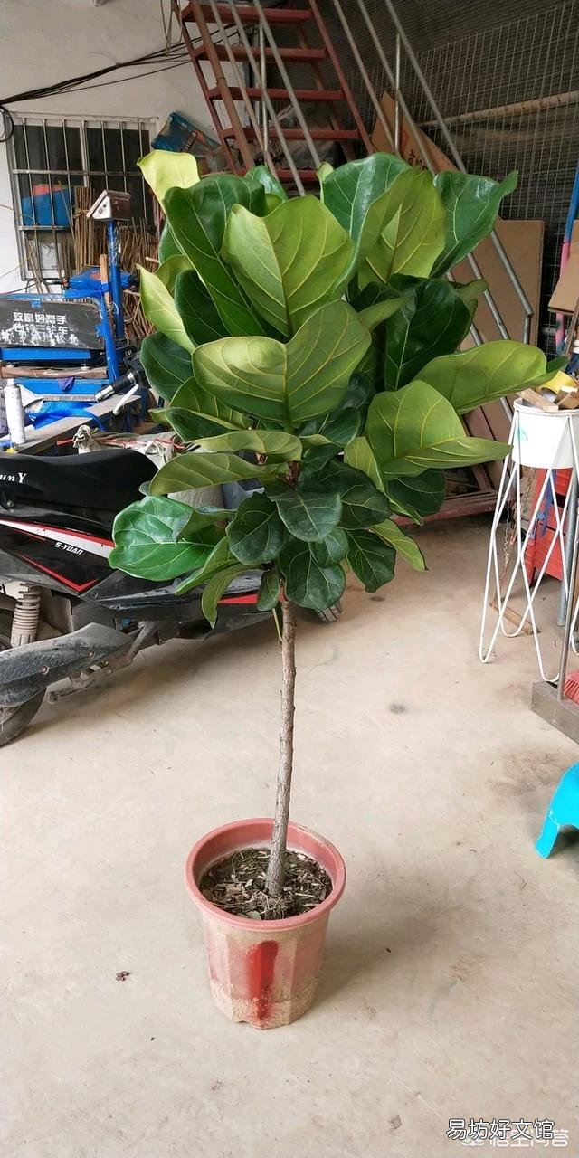 琴叶榕长了新叶子,老叶子怎么办?