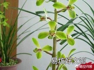 腐熟的花生壳加小石子可以养兰花吗？为什么？