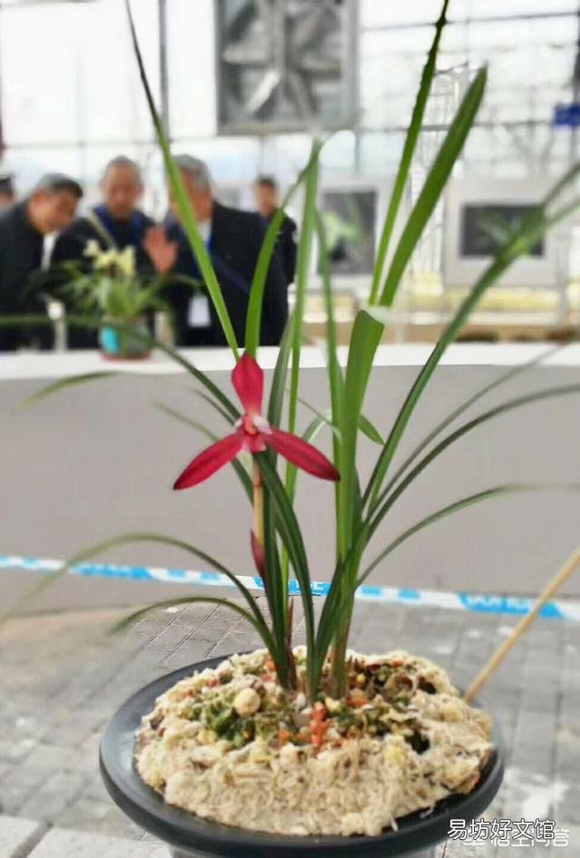 腐熟的花生壳加小石子可以养兰花吗？为什么？