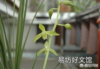 腐熟的花生壳加小石子可以养兰花吗？为什么？