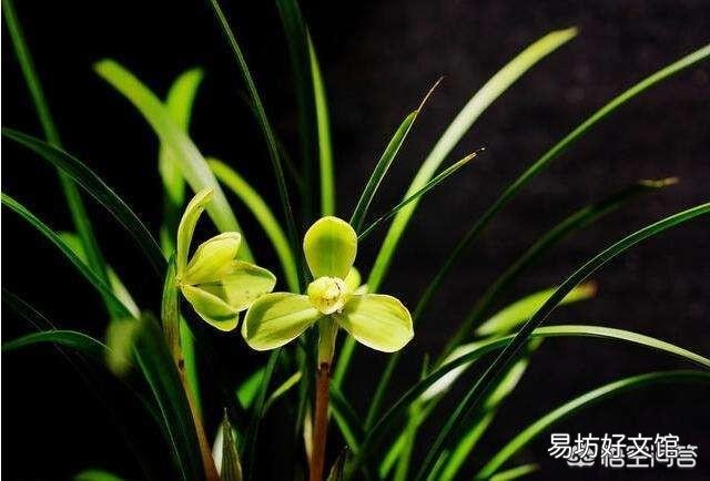 腐熟的花生壳加小石子可以养兰花吗？为什么？