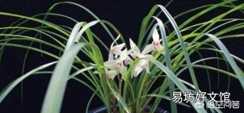 腐熟的花生壳加小石子可以养兰花吗？为什么？