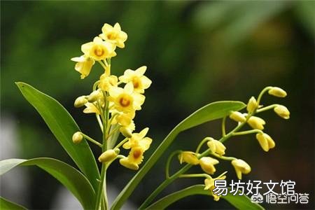 腐熟的花生壳加小石子可以养兰花吗？为什么？