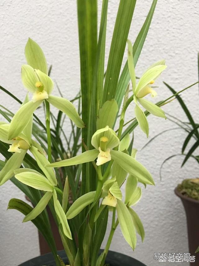 腐熟的花生壳加小石子可以养兰花吗？为什么？