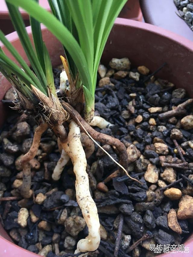腐熟的花生壳加小石子可以养兰花吗？为什么？